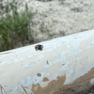 Vuori Men's Sweatpants bundle